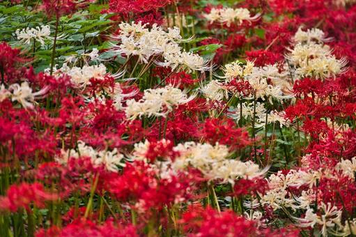 紅白曼殊沙華 紅白曼殊沙華 彼岸花,曼珠沙華,ヒガンバナの写真素材