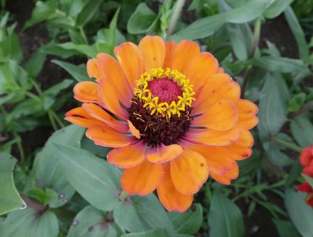 zinnia gorgeous summer orange, JPG