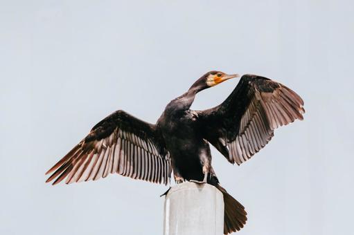 Photo, a cormorant, cormorant, bird, 