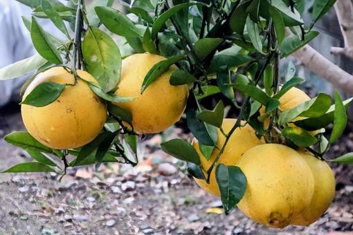 広島県因島で発見されたの写真
