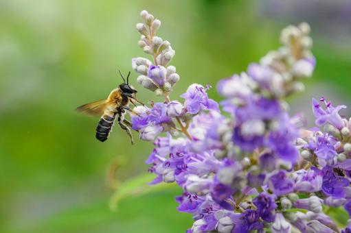 Photo, flower, bee, carrot carrot, 
