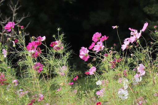 コスモスの花 花びら,自然,野草の写真素材
