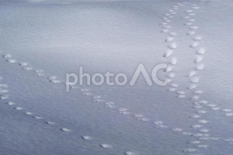 一面の雪 雪,雪原,冬の写真素材