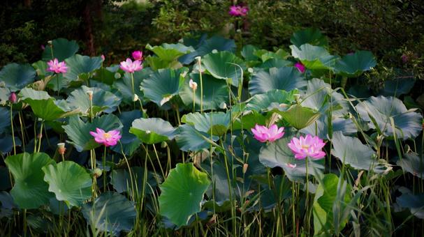 ハスの花 ハスの花の写真