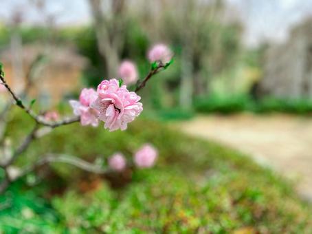 Photo, flower, bloom, pink, 