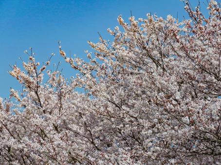 春イメージ〜満開の桜の木 春イメージ〜満開の桜の木の写真