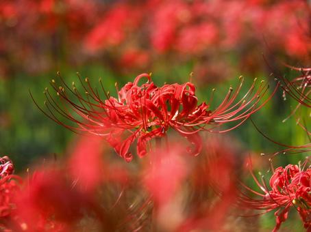 彼岸花 1 彼岸花 1 彼岸花,ヒガンバナ,曼珠沙華の写真素材