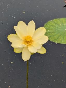 蓮の花2 蓮の花2の写真