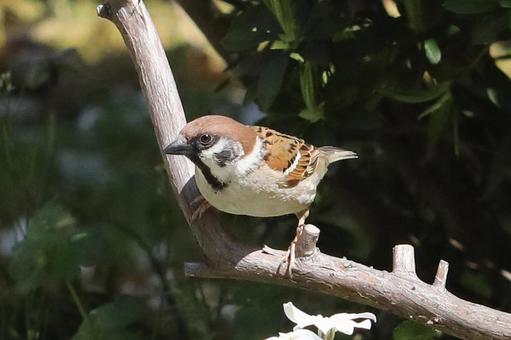 とまり木のスズメの写真
