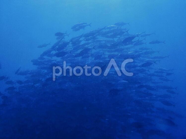 ギンガメアジのトルネード ギンガメアジ,アジ,メアジの写真素材