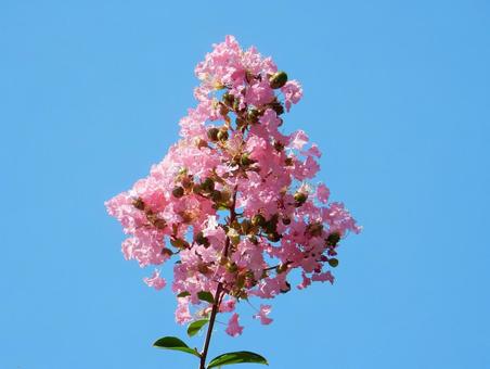 【花の写真】百日紅の花 【花の写真】百日紅の花の写真