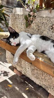 にゃんこのお昼寝#2 にゃんこのお昼寝#2 猫,にゃんこ,かわいいの写真素材