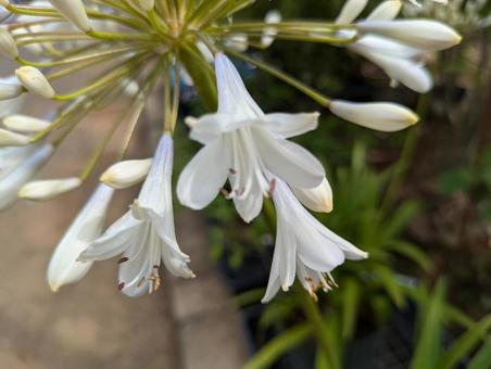 アガパンサスの写真