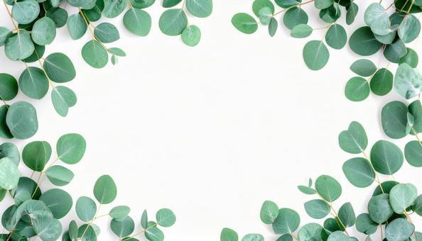 ユーカリの葉っぱのあるボタニカルフレームの写真