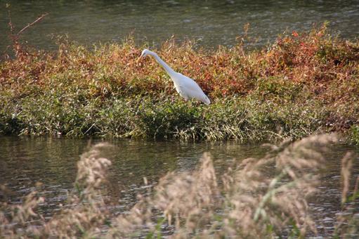 白鷺(ダイサギ) 白鷺(ダイサギ) 白鷺,ダイサギ,野生の写真素材