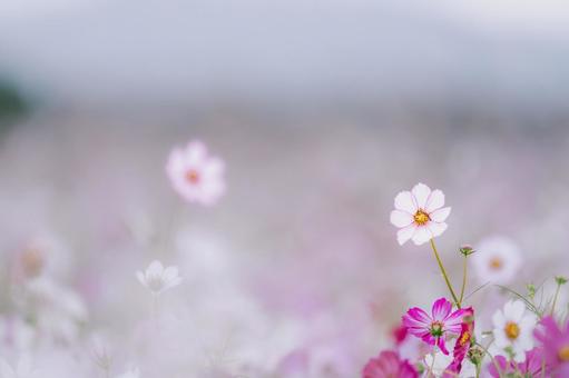 雨の日のコスモス００３の写真