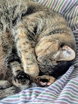 グッスリニャンコ お眠む,猫,キジトラの写真素材