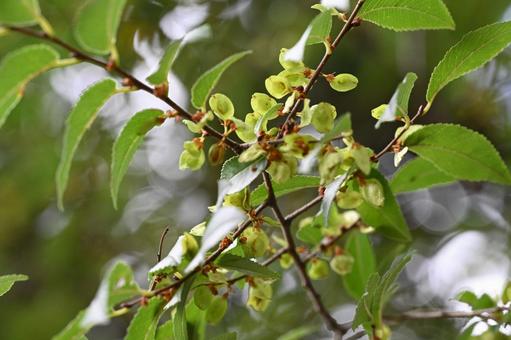 アキニレ アキニレ,木,枝の写真素材