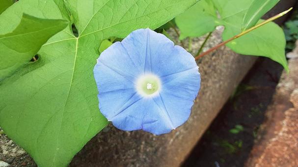 自生のアサガオの花・1 自生のアサガオの花・1 朝顔,花,朝の写真素材