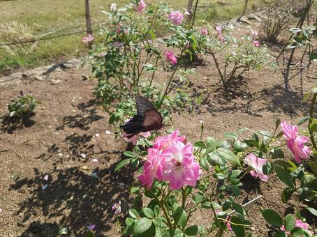 クロアゲハとバラの花 クロアゲハ,蝶,チョウの写真素材