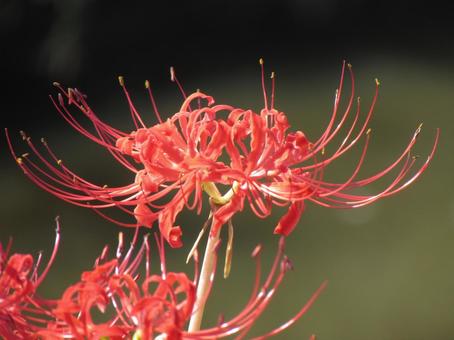 ヒガンバナb ヒガンバナb ヒガンバナ,曼珠沙華,赤い花の写真素材