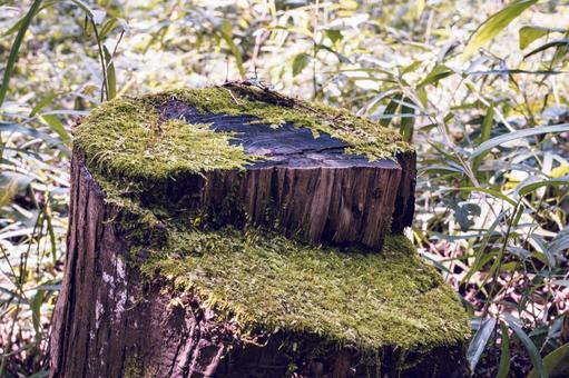 森の切り株 切株,切り株,枯木の写真素材