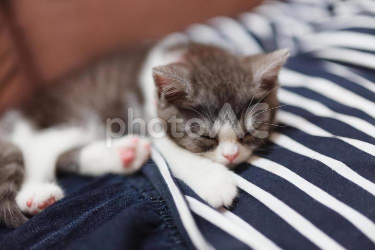 飼い主の上で寝る子猫　 マンチカン,猫,子猫の写真素材