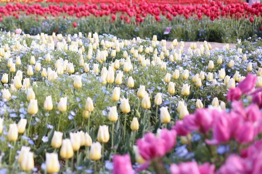 Photo, spring, white, tulip, 