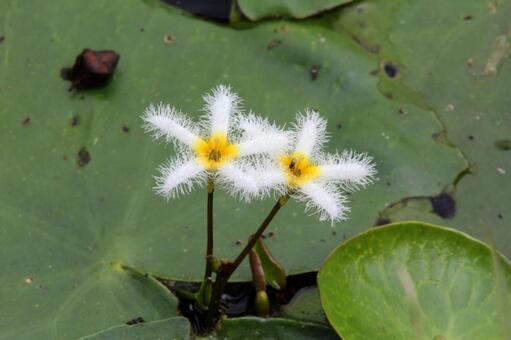 ガガブタ・鏡蓋　クローズアップ 浮葉植物,美しい,フリル状の写真素材