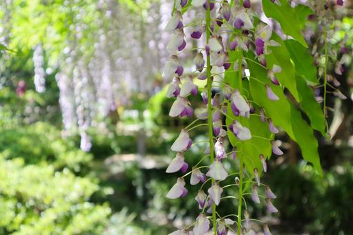 藤の花5 藤の花5の写真