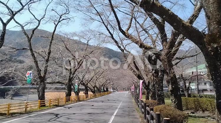 桜のトンネル（時期尚早） 桜,トンネル,家山の写真素材