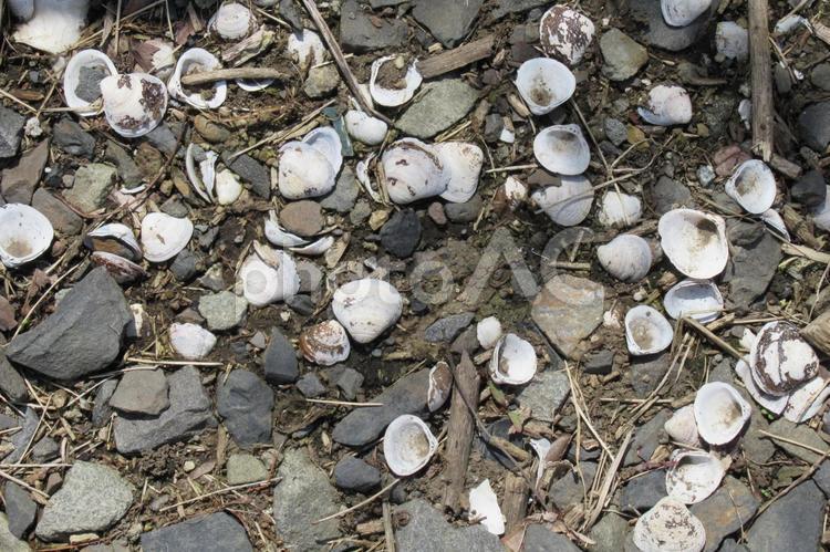 砂利道に散乱する食用の貝のカラ 貝,カラ,地面の写真素材
