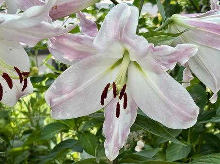 テッポウユリ テッポウユリ 花,植物,自然の写真素材