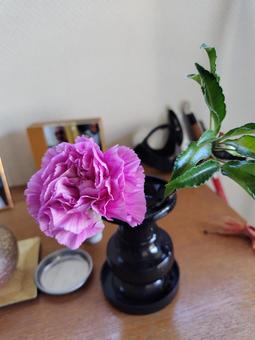 カーネーション カーネーション,ピンク,彩りの写真素材