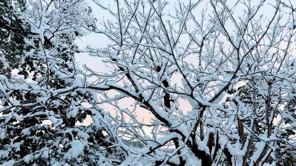雪景色 雪景色の写真