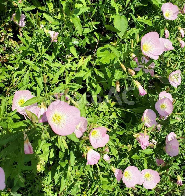 可愛らしさと・・・。 ピンク,花,自然の写真素材