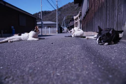 ねこ ねこの写真