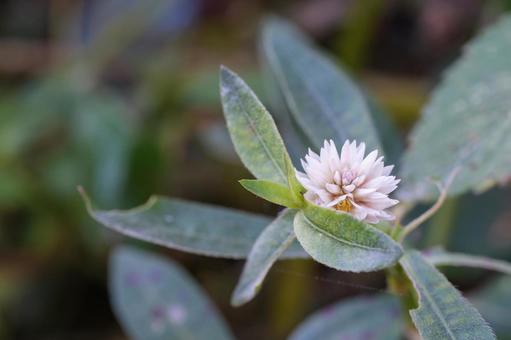 ナガエツルノゲイトウの写真