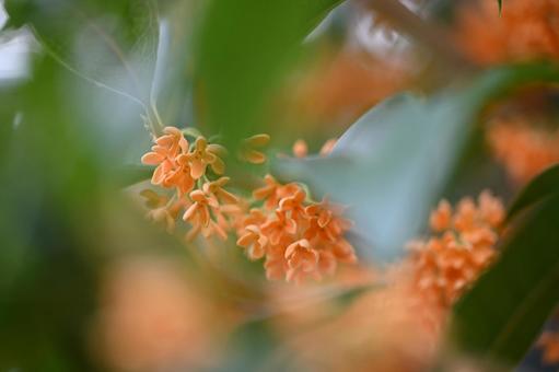 キンモクセイの写真