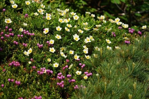 知床 羅臼岳に咲く高山植物1 知床 羅臼岳に咲く高山植物1の写真