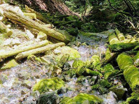 川の清流 川の清流 初夏,新緑,多摩川の写真素材