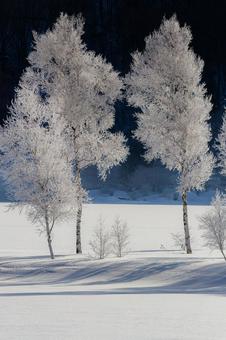 雪原に立つ霧氷の白樺_縦 冬,霧氷,樹氷の写真素材