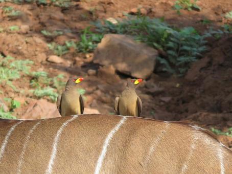 アフリカの鳥 動物の背中 アフリカの鳥 動物の背中 アフリカ,ウシツツキ,鳥の写真素材
