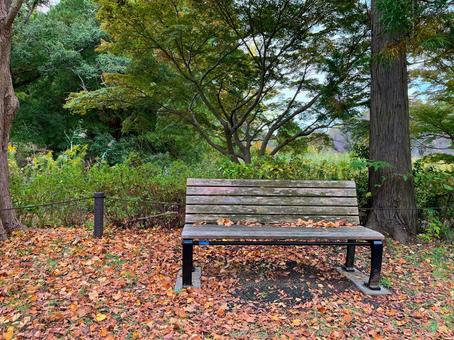 落ち葉とベンチ ベンチ,落ち葉,秋の写真素材