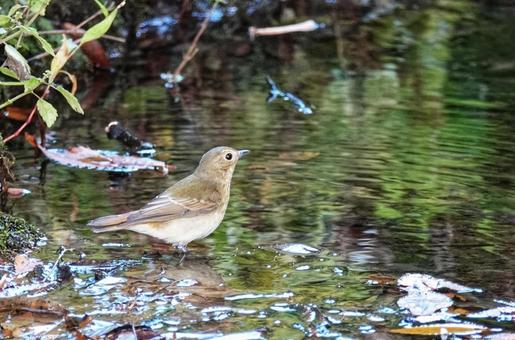 野鳥さん、いらっしゃい4 野鳥さん、いらっしゃい4の写真