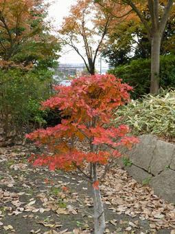 住宅地の公園で赤く染まった小さな紅葉 住宅地の公園で赤く染まった小さな紅葉 紅葉,もみじ,かえでの写真素材