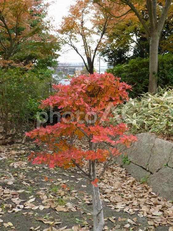 住宅地の公園で赤く染まった小さな紅葉 紅葉,もみじ,かえでの写真素材