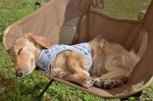 キャンプチェアで気持ちよさそうに寝る犬 キャンプチェアで気持ちよさそうに寝る犬の写真