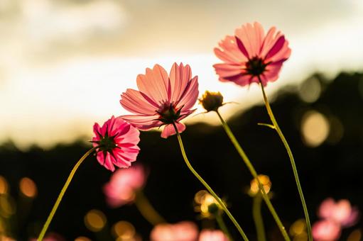 コスモス202506 コスモス,ピンク,夕方の写真素材