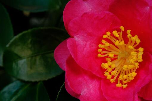 サザンカ 山茶花,さざんか,椿の写真素材